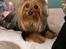 Australian silky terrier Enga’s Middle of the Night
