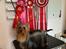 Australian silky terrier Enga’s Middle of the Night