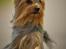 Australian silky terrier Enga’s Middle of the Night