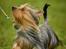 Australian silky terrier Enga’s Middle of the Night