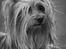 Australian silky terrier Enga’s Middle of the Night
