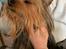 Australian silky terrier Enga’s Middle of the Night