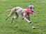 Whippet Falcon (Tanalorn Mr. Quade)