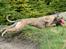 Whippet Falcon (Tanalorn Mr. Quade)