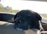 Blanding af racer Storm - husky labrador mix