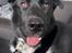 Blanding af racer Storm - husky labrador mix