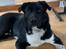 Blanding af racer Storm - husky labrador mix