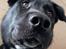 Blanding af racer Storm - husky labrador mix