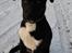 Blanding af racer Storm - husky labrador mix