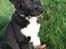 Blanding af racer Storm - husky labrador mix