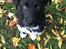 Blanding af racer Storm - husky labrador mix