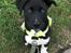 Blanding af racer Storm - husky labrador mix