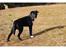 Blanding af racer Storm - husky labrador mix