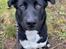 Blanding af racer Storm - husky labrador mix