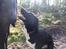 Blanding af racer Storm - husky labrador mix
