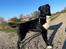 Blanding af racer Storm - husky labrador mix