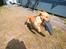 Labrador retriever Amber - "og shiiiiiit løøøøøb" 