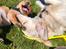 Labrador retriever Amber - første gang Amber møder en hund hun kan med 