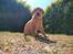 Labrador retriever Amber