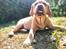 Labrador retriever Amber