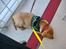 Labrador retriever Amber - forbi dr.dyr til 12 ugers undersøgelse. det gik over alle forventningerne