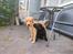 Labrador retriever Ace