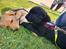 Labrador retriever Ace