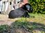Labrador retriever Ace