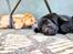 Labrador retriever Ace