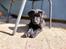 Labrador retriever Ace