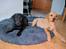 Labrador retriever Amber