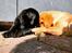 Labrador retriever Amber