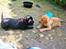 Labrador retriever Amber