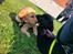 Labrador retriever Amber - første møde med vores anden hund (Ace)
