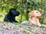 Labrador retriever Amber