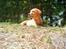 Labrador retriever Amber