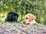 Labrador retriever Ace