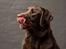 Labrador retriever Cody