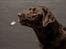 Labrador retriever Cody