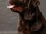 Labrador retriever Cody