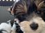 Biewer yorkshire terrier Viggo