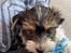 Biewer yorkshire terrier Viggo