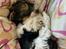 Biewer yorkshire terrier Viggo