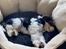 Biewer yorkshire terrier Viggo