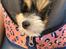 Biewer yorkshire terrier Viggo