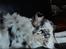 Australian shepherd Saga