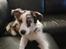 Australian shepherd Saga