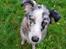 Australian shepherd Saga