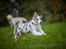 Australian shepherd Saga