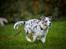 Australian shepherd Saga